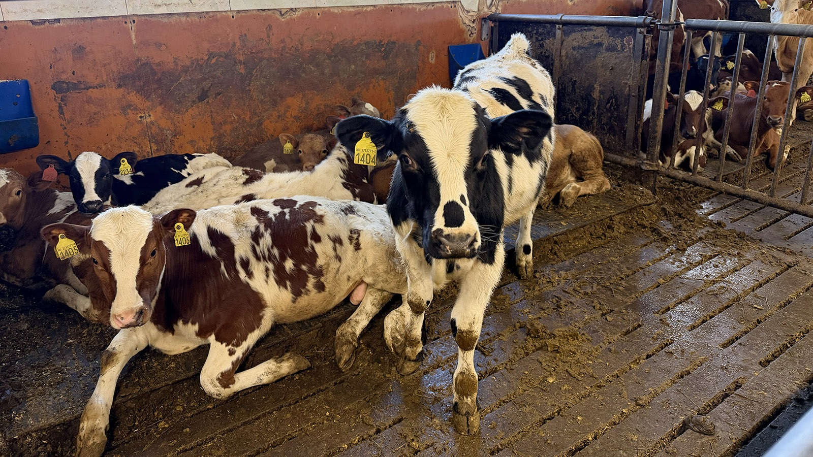 Familien Tordhol produserte 250 tonn melk i 2025. I tillegg fôrer de opp okser til slakt. Fjøset ble bygget om til løsdrift i 2004/2005 og i 2019 investerte de i melkerobot. Foto: Lars Ovlien. 